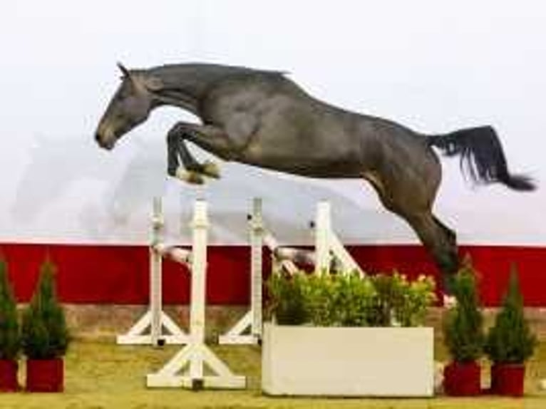 Zangersheide Caballo castrado 3 años 170 cm Castaño oscuro in Waddinxveen