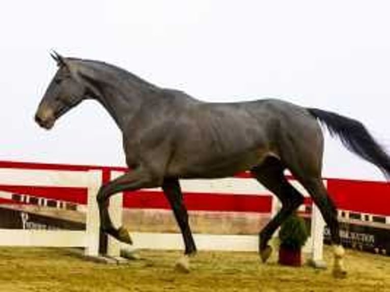 Zangersheide Caballo castrado 3 años 170 cm Castaño oscuro in Waddinxveen