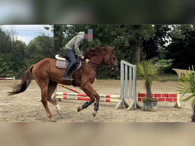 Zangersheide Caballo castrado 3 años 173 cm Alazán in NettetalNettetal