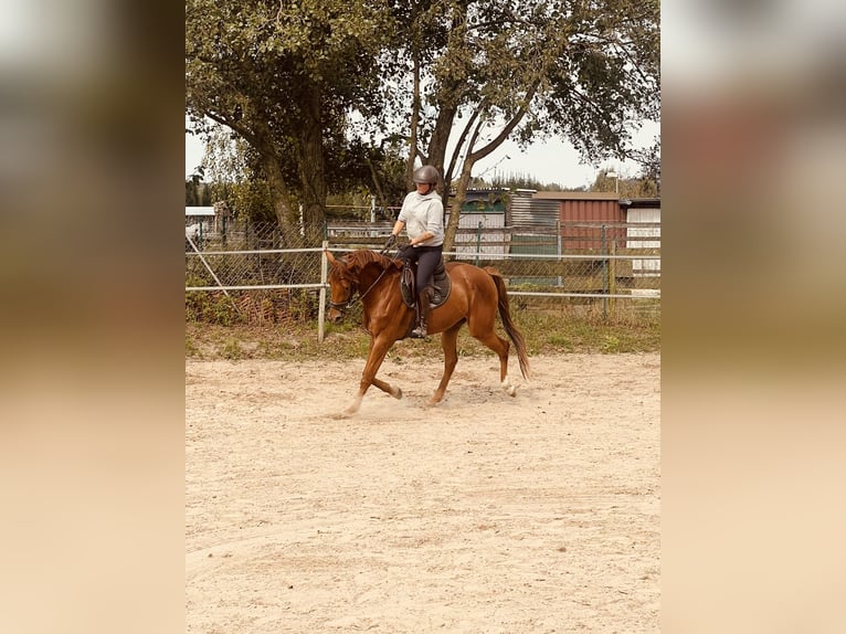 Zangersheide Caballo castrado 3 años 173 cm Alazán in NettetalNettetal