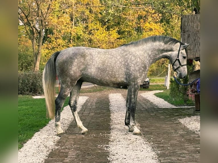 Zangersheide Caballo castrado 3 años 173 cm Tordo ruano in Kecskemét