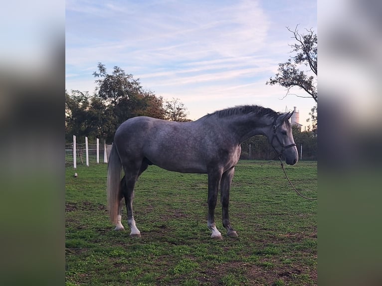 Zangersheide Caballo castrado 3 años 173 cm Tordo ruano in Kecskemét