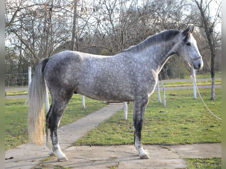 Zangersheide Caballo castrado 3 años 173 cm Tordo ruano in Kecskemét