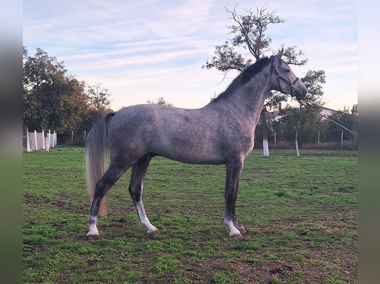 Zangersheide Caballo castrado 3 años 173 cm Tordo ruano in Kecskemét