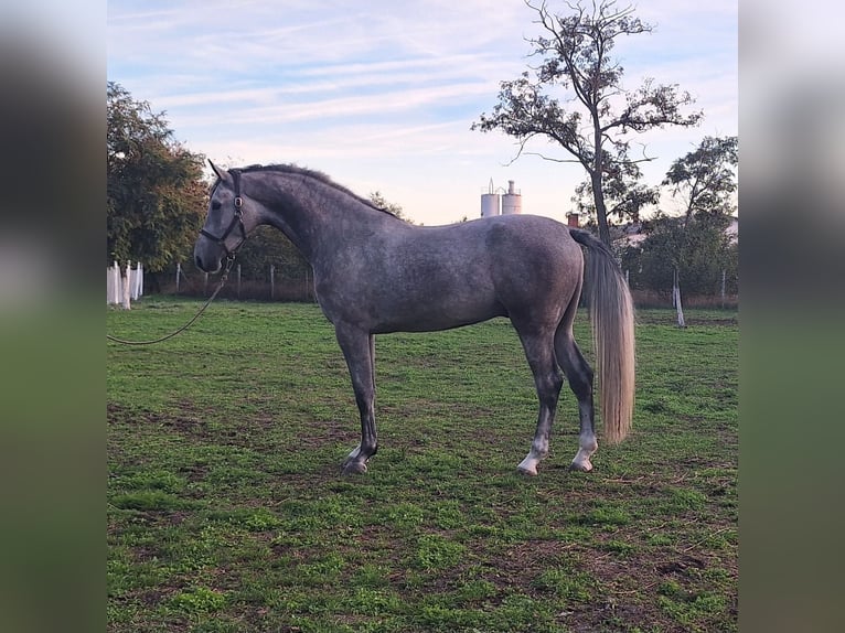 Zangersheide Caballo castrado 3 años 173 cm Tordo ruano in Kecskemét