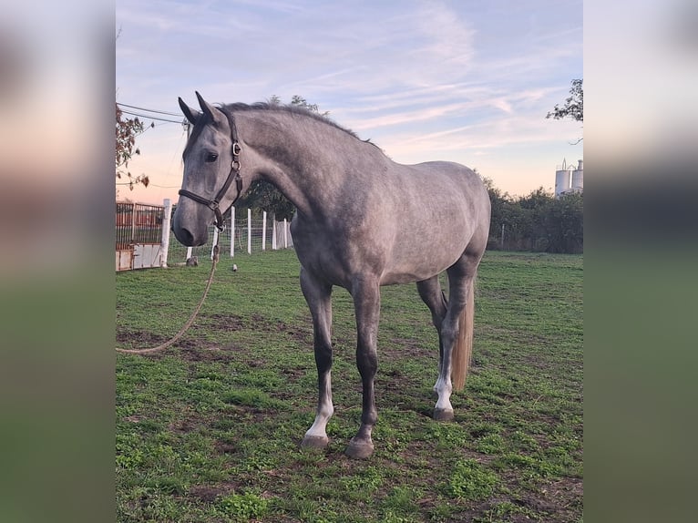 Zangersheide Caballo castrado 3 años 173 cm Tordo ruano in Kecskemét