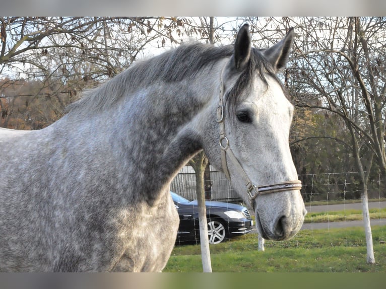 Zangersheide Caballo castrado 3 años 173 cm Tordo ruano in Kecskemét