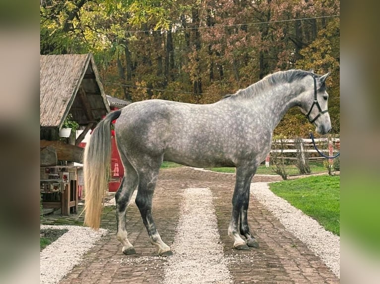 Zangersheide Caballo castrado 3 años 173 cm Tordo ruano in Kecskemét