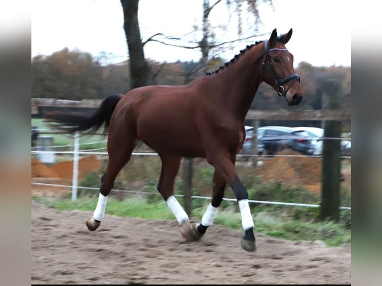 Zangersheide Caballo castrado 3 años 176 cm Castaño in Wachtendonk