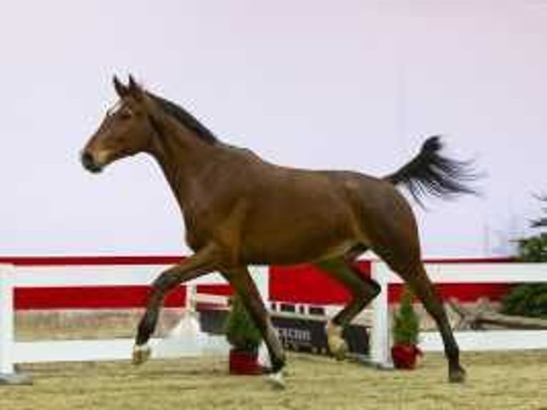 Zangersheide Caballo castrado 3 años 177 cm Castaño in Waddinxveen