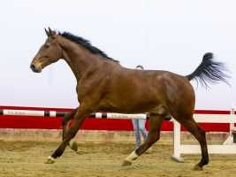 Zangersheide Caballo castrado 3 años 177 cm Castaño in Waddinxveen