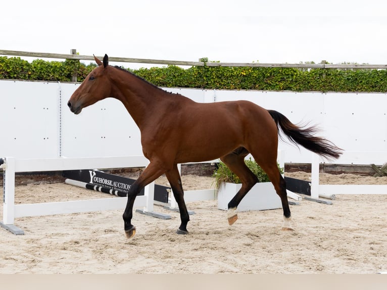 Zangersheide Caballo castrado 3 años 178 cm Castaño in Waddinxveen Zangersheide Caballo castrado 3 años 178 cm Castaño in Waddinxveen