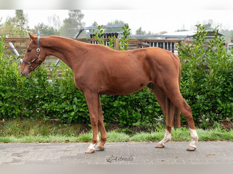 Zangersheide Caballo castrado 3 años Alazán in Bladel