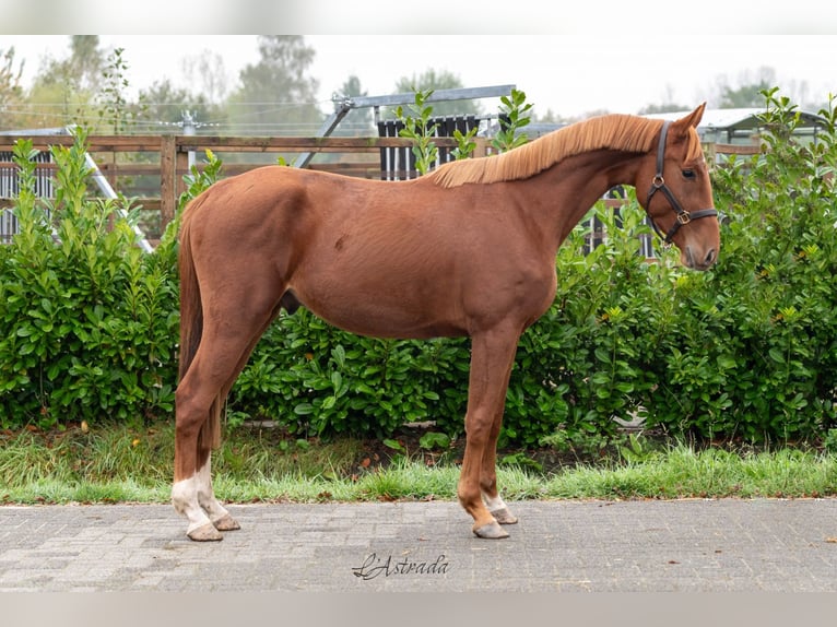 Zangersheide Caballo castrado 3 años Alazán in Bladel