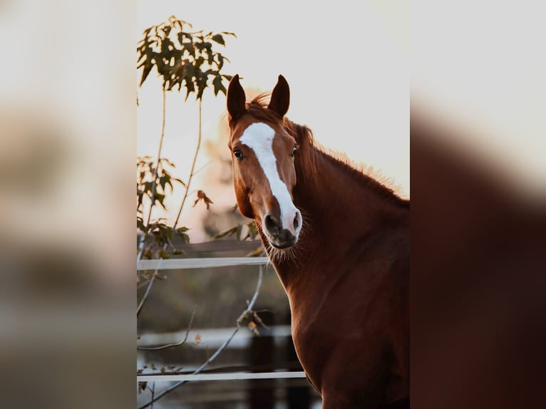 Zangersheide Caballo castrado 3 años Alazán in Zagreb