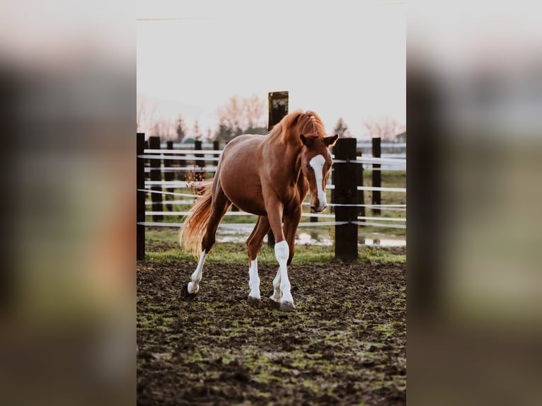 Zangersheide Caballo castrado 3 años Alazán in Zagreb