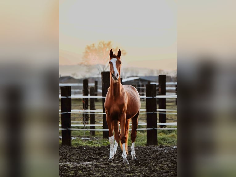 Zangersheide Caballo castrado 3 años Alazán in Zagreb