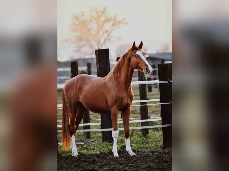 Zangersheide Caballo castrado 3 años Alazán in Zagreb