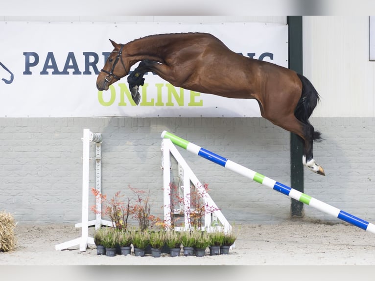 Zangersheide Caballo castrado 3 años Castaño claro in Heerde