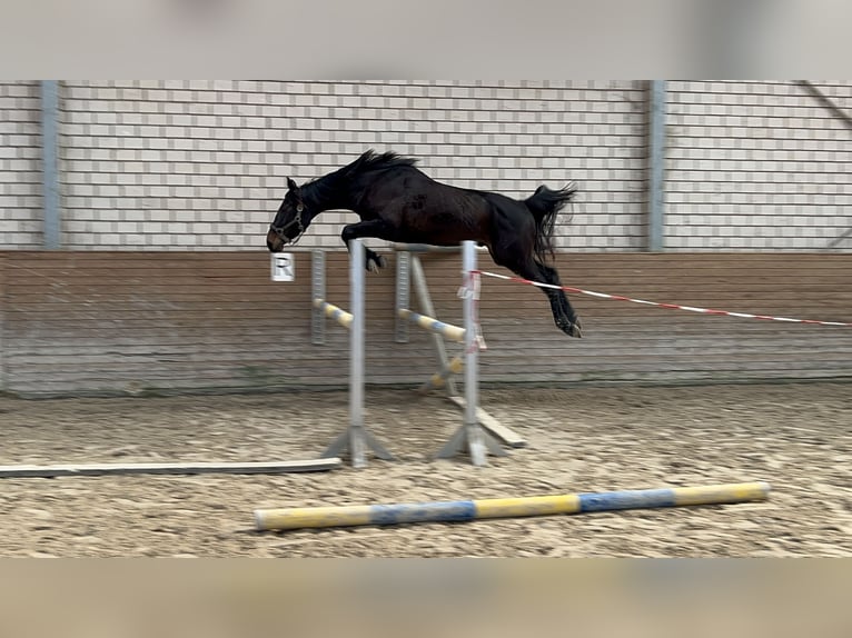 Zangersheide Caballo castrado 3 años Morcillo in Bornheim