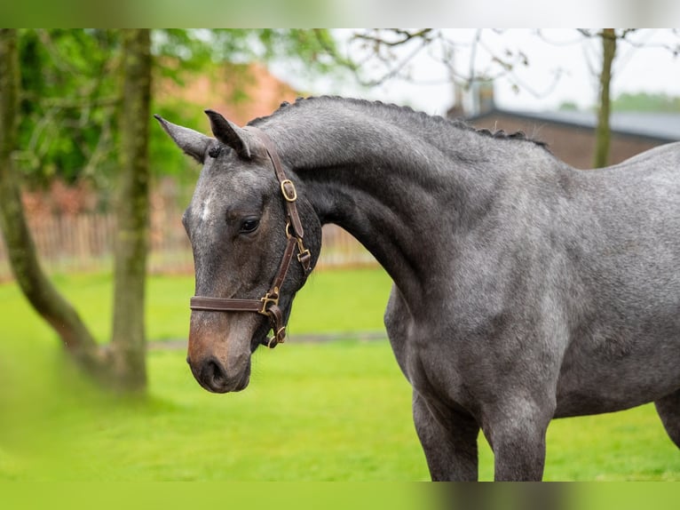 Zangersheide Caballo castrado 3 años White/Blanco in GROTE BROGEL