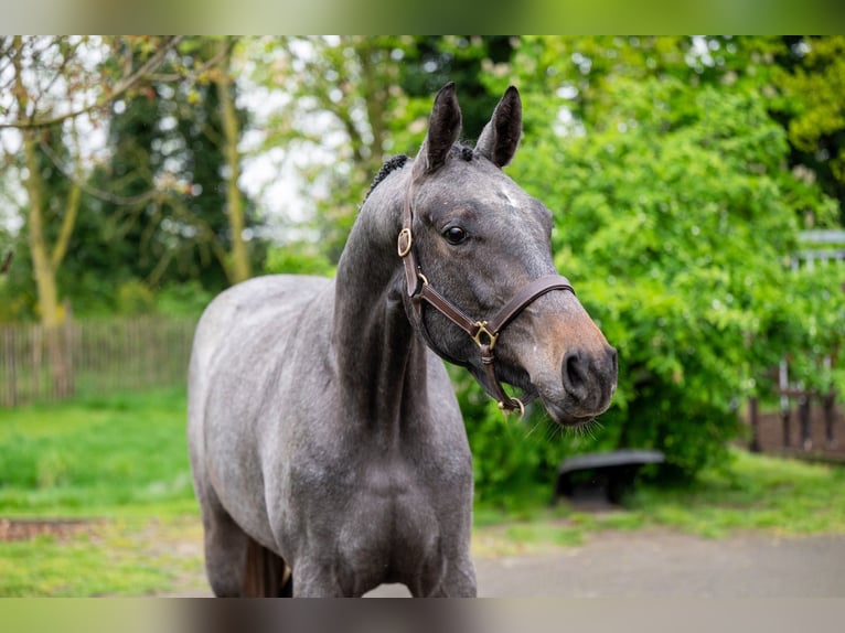 Zangersheide Caballo castrado 3 años White/Blanco in GROTE BROGEL