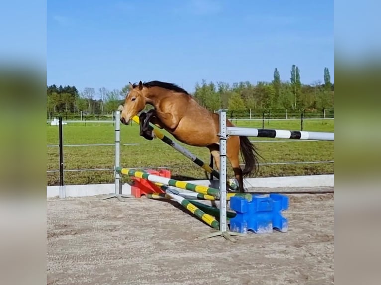 Zangersheide Caballo castrado 4 años 148 cm Cremello in Heusden-Zolder