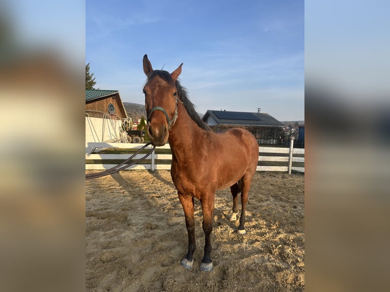 Zangersheide Caballo castrado 4 años 157 cm Castaño in Zella-Mehlis