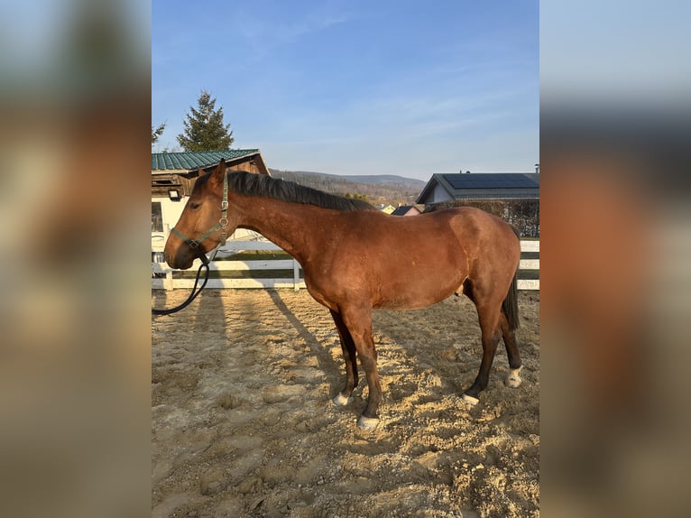 Zangersheide Caballo castrado 4 años 157 cm Castaño in Zella-Mehlis