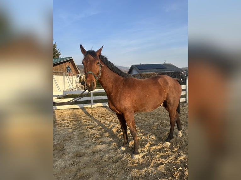 Zangersheide Caballo castrado 4 años 157 cm Castaño in Zella-Mehlis