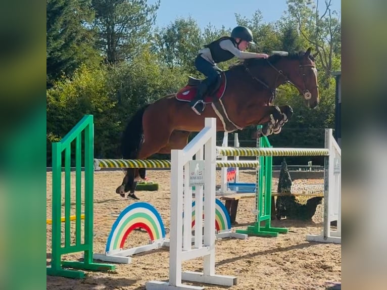 Zangersheide Caballo castrado 4 años 158 cm Castaño in GROTE-BROGEL