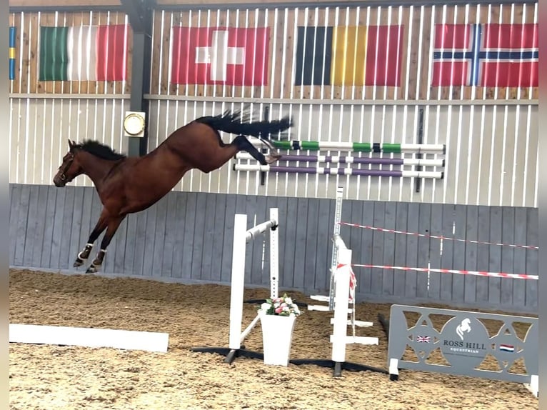 Zangersheide Caballo castrado 4 años 158 cm Castaño in GROTE-BROGEL