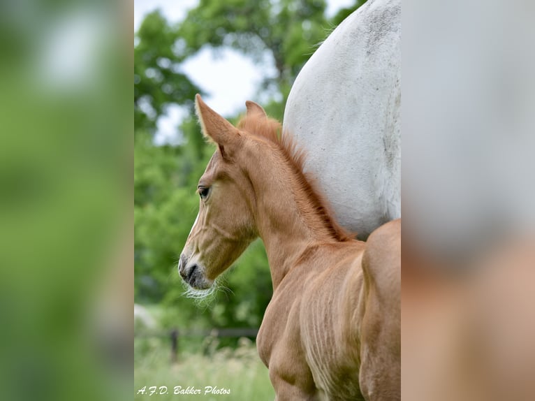 Zangersheide Caballo castrado 4 años 159 cm Alazán in Steensel