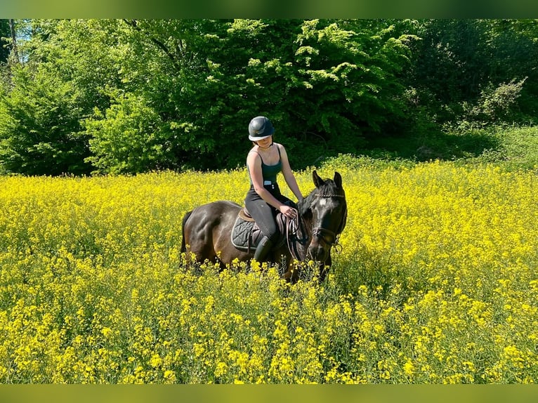Zangersheide Caballo castrado 4 años 160 cm Castaño oscuro in Velbert