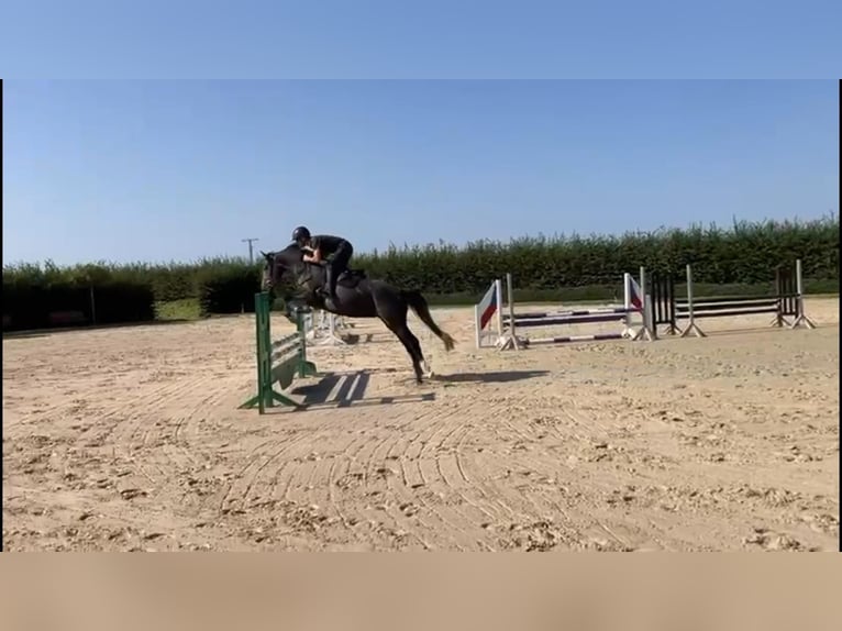 Zangersheide Caballo castrado 4 años 160 cm Tordo in Gadow