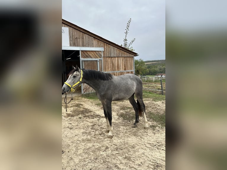 Zangersheide Caballo castrado 4 años 160 cm Tordo in Ohmden