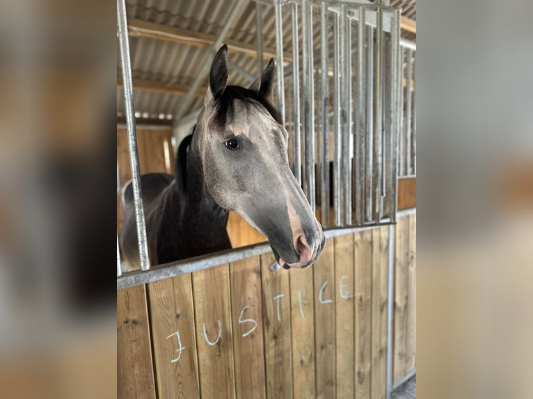 Zangersheide Caballo castrado 4 años 160 cm Tordo in Ohmden