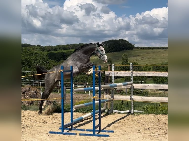 Zangersheide Caballo castrado 4 años 160 cm Tordo in Ohmden