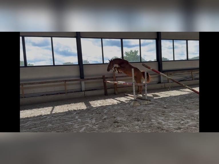 Zangersheide Caballo castrado 4 años 162 cm  in GROTE-BROGEL