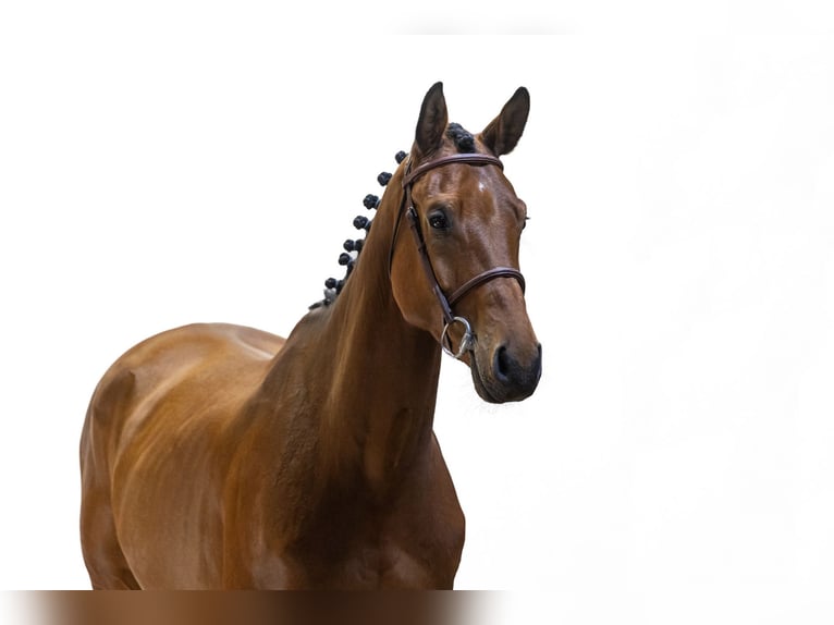 Zangersheide Caballo castrado 4 años 162 cm Castaño in Waddinxveen
