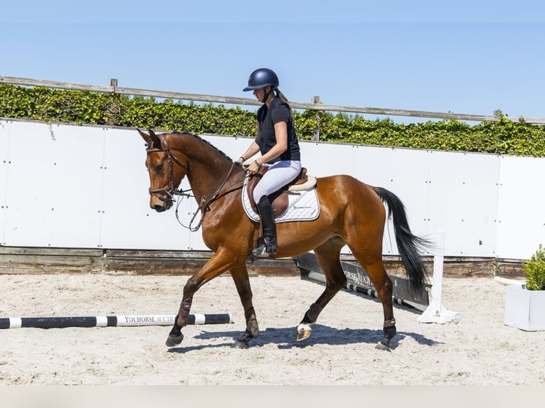 Zangersheide Caballo castrado 4 años 162 cm Castaño in Waddinxveen