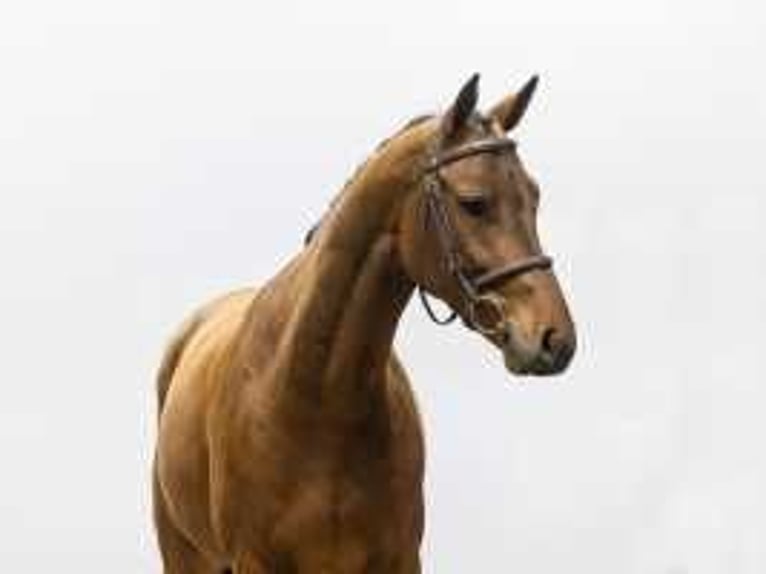 Zangersheide Caballo castrado 4 años 162 cm Castaño in Waddinxveen