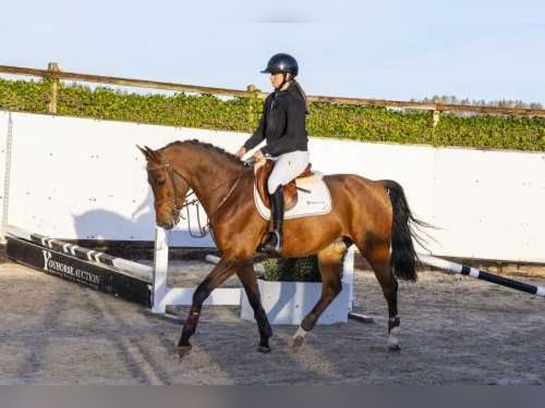 Zangersheide Caballo castrado 4 años 162 cm Castaño in Waddinxveen