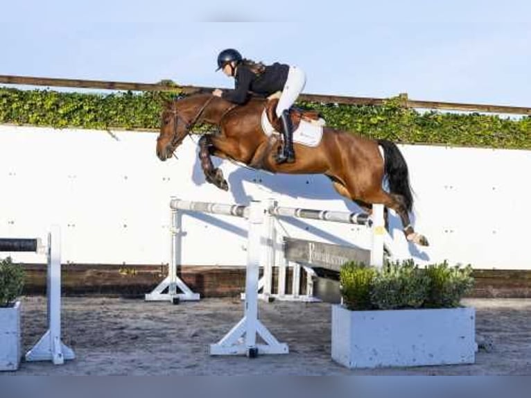 Zangersheide Caballo castrado 4 años 162 cm Castaño in Waddinxveen