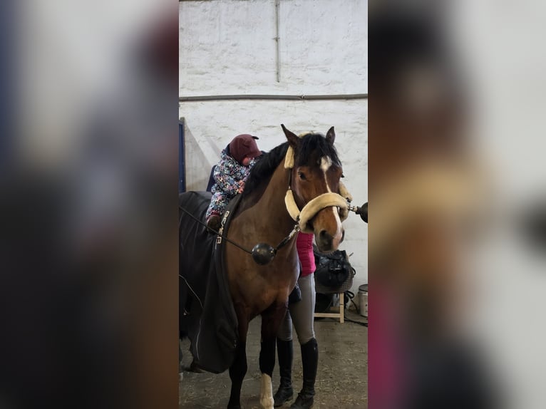 Zangersheide Caballo castrado 4 años 162 cm Castaño oscuro in Leibelbach