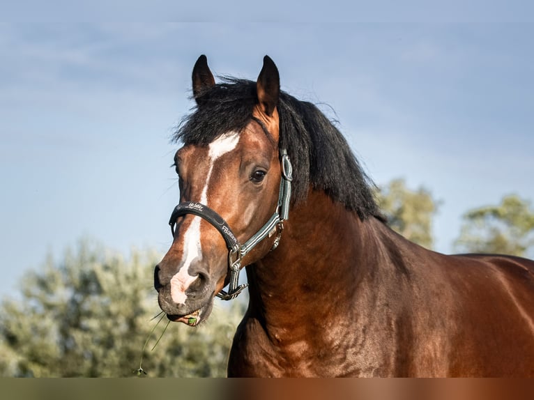 Zangersheide Caballo castrado 4 años 162 cm Castaño oscuro in Leibelbach