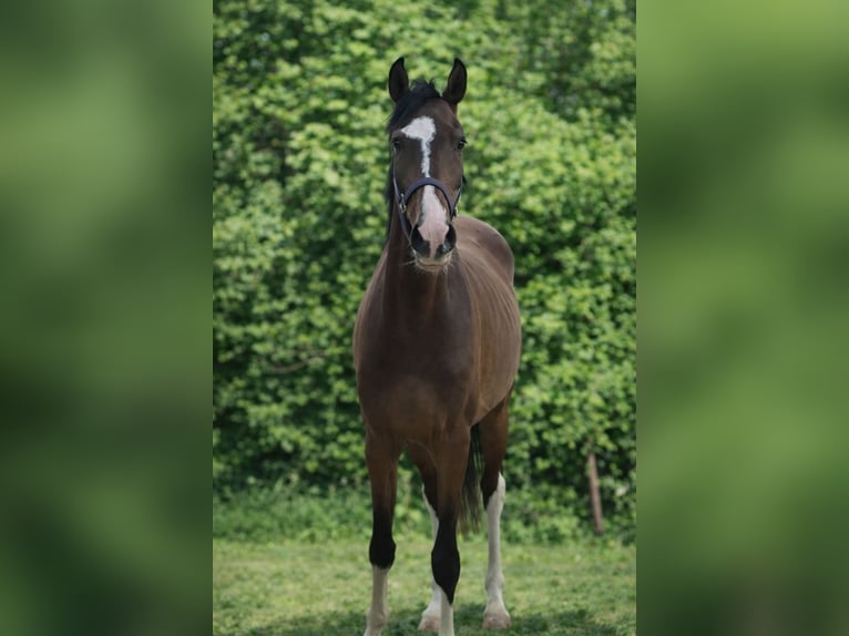 Zangersheide Caballo castrado 4 años 162 cm Castaño oscuro in Königsbach-Stein
