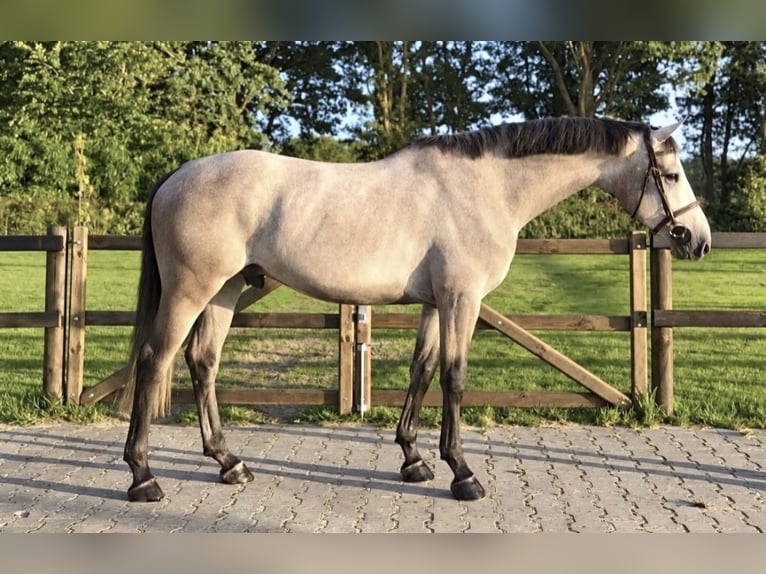 Zangersheide Caballo castrado 4 años 162 cm Tordo in Königsbach-Stein