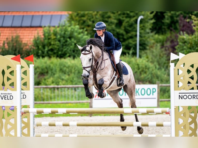 Zangersheide Caballo castrado 4 años 162 cm Tordo in Königsbach-Stein