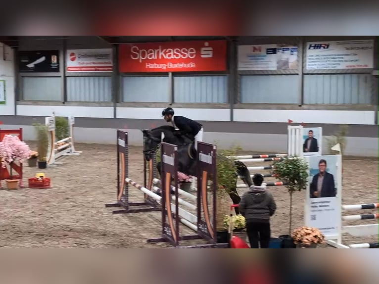 Zangersheide Caballo castrado 4 años 162 cm Tordo in Gadow